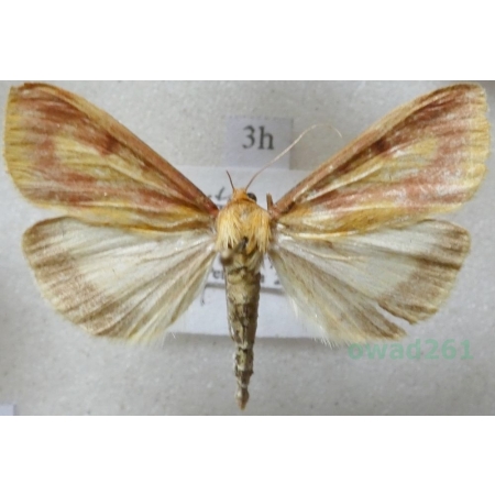 Ostrinia palustralis (Hübner, 1796) Przezierka bagienka Czech3h